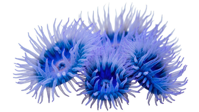 Vibrant blue and purple zoanthid coral polyps cluster, isolated on transparent background for marine biology designs