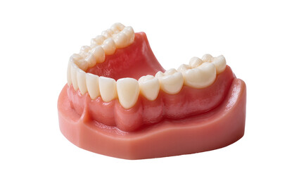 Lower jaw model pink gums white teeth, isolated on transparent background
