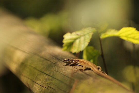 una lucertola su un tronco di legno in estate