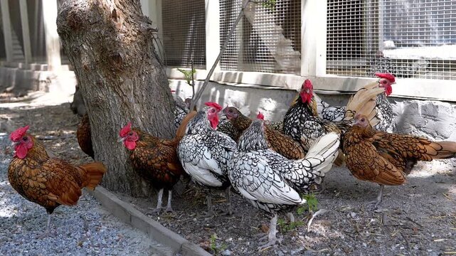 Chickens gather by a tree near their coop, a peaceful scene of farm life. The variety of breeds shows off diverse plumage and adds charm.