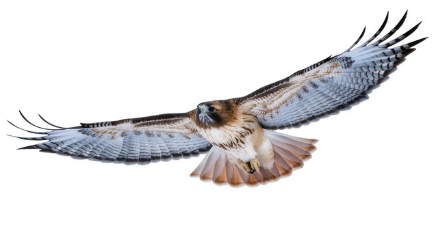Red-tailed hawk in powerful flight with wings spread, isolated on transparent background