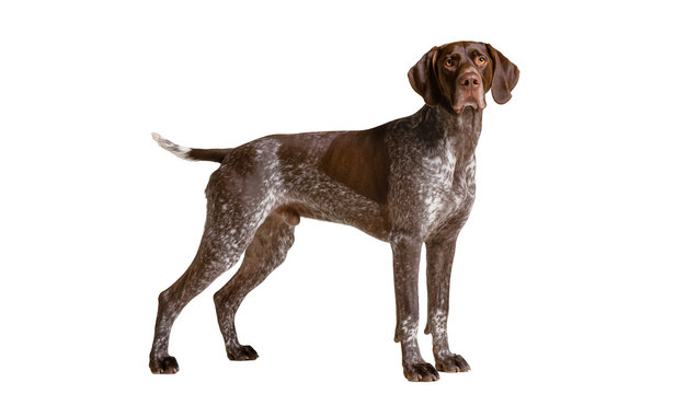 Majestic brown and white German Shorthaired Pointer dog standing alertly, isolated on transparent background