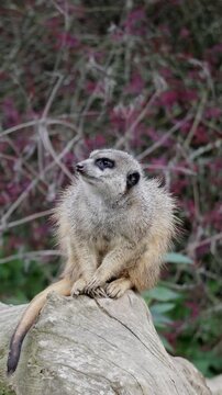 Curious Meerkat With Detailed Face. Serene Meerkat Examining Surroundings Carefully And Attentively