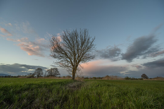 Bare tree stands in field at sunset near mountains
