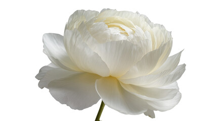 Fototapeta premium White peony flower with layered petals, isolated on transparent background