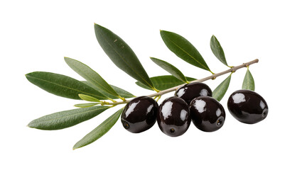 Lush green olive branch with several glossy ripe black olives, isolated on transparent background © Roxana