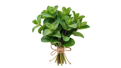 Fresh green mint leaves tied with natural brown twine, isolated on transparent background © Alexander