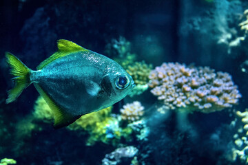 Fototapeta premium A bright sea blue fish on coral background.