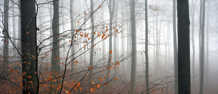 Buchenwald im Nebel im Dezember. Im Hellefelder Bachtal bei Arnsberg im Naturpark Arnsberger Wald, Nordrhein-Westfalen, Deutschland