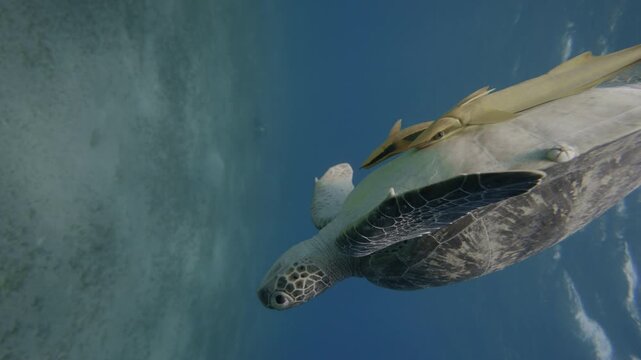 Marine life tropical turtle in wild nature. Amazing shot of Sea turtle slowly swimming in transparent water through sunlight with sucker fish on belly. Woman snorkeler observing turtle. Unique content