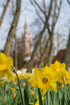 springtime daffodils outside garden in peaceful begijnhof Bruges Beguinage Ten Wijngaerde with proinent gothic architecture tower church of our lady. Belgium Onze Lieve Vrouwekerk  sunny day blue sky