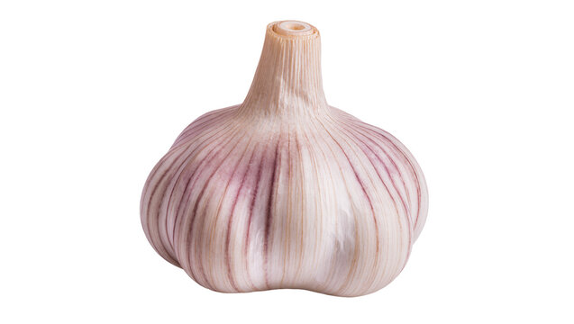 Fresh garlic bulb with light papery skin, isolated on transparent background for food