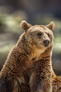 Close-up portrait of a brown bear with a blurred background and natural light