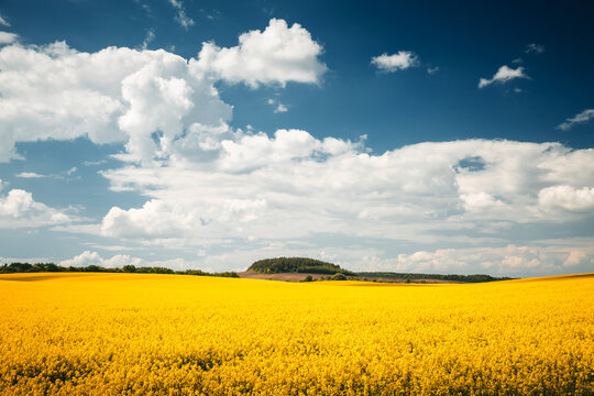 Golden rapeseed fields under a spectacular blue sky filled with fluffy snow-white clouds. Agroindustry agribusiness.