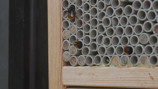 Close-Up Of Mason Bees Busy Building Their Nests In A Detailed Insect Hotel In Spring