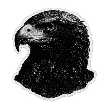 PNG Detailed eagle head illustration