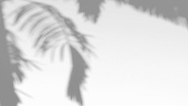 Abstract shadow palm tree on wind sunshine background, 3d rendering. Blurred tropic leaves shadows reflection in corner backdrop. Beach branch overlay effect on sunny texture template.