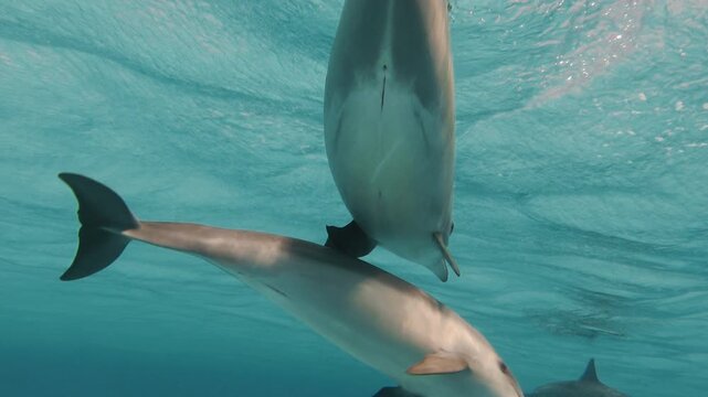Amazing closeup of of wild dolphin waving tail. Common Dolphins playing in the blue water of Red sea. Aquatic marine animals in their natural habitat. Closeup of friendly bottlenose. Wildlife nature
