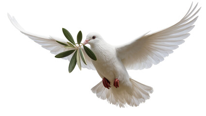 Fototapeta premium Pure white dove flying with a fresh olive branch, isolated on transparent background