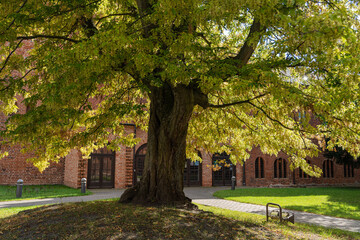 Obraz premium An imposing tree with a thick trunk and lush canopy stands on a hill in front of a red-brick building in a peaceful park setting