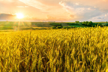 green spring or summer season field with golden wheat and beautiful sky background. Landscape of rustic farm with agricultural farmland view to sunset scene. © Yaroslav