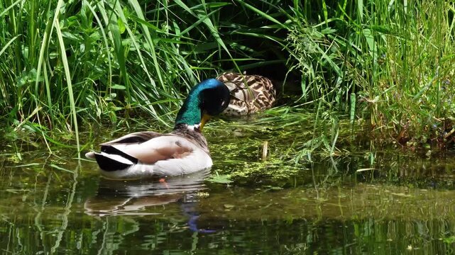 The mallard or wild duck, Anas platyrhynchos is a dabbling duck which breeds throughout the temperate and subtropical Americas, Eurasia, and North Africa. Here swimming on a lake in Munich, Germany.