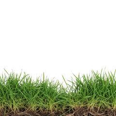 Fototapeta premium Vast grassy field with lush greenery under a clear sky isolated on transparent background