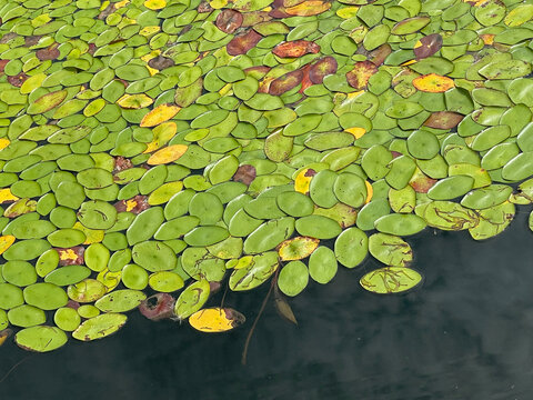 Green Lily Pads Floating on a Calm Freshwater Pond Surface