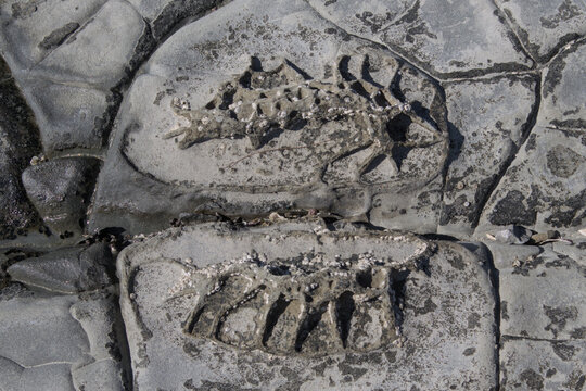 Close-up of eroded rock formations with natural textures and patterns in Ngapali, Rakhine State, Myanmar. Geological coastal detail shaped by erosion in tropical Southeast Asia.