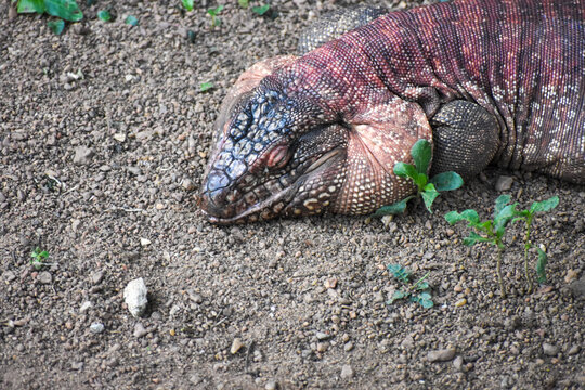 Red tegu (Salvator rufescens) in the Dehiwala Zoo (National Zoological Gardens of Sri Lanka, Dehiwala Zoological Gardens), Dehiwala, Sri Lanka.