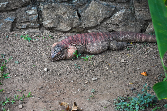 Red tegu (Salvator rufescens) in the Dehiwala Zoo (National Zoological Gardens of Sri Lanka, Dehiwala Zoological Gardens), Dehiwala, Sri Lanka.