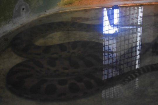 Green anaconda (Eunectes murinus) in the Dehiwala Zoo (National Zoological Gardens of Sri Lanka, Dehiwala Zoological Gardens), Dehiwala, Sri Lanka.