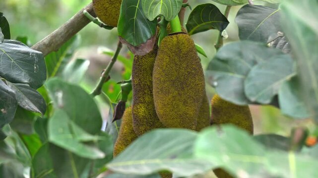 Tropical Jackfruit Hanging on Tree Branch in Natural Outdoor Setting. Jackfruit Growing on Tree in Farm Tropical Fruit Concept.
