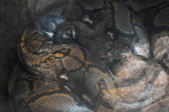 Reticulated python (Malayopython reticulatus) in the Dehiwala Zoo (National Zoological Gardens of Sri Lanka, Dehiwala Zoological Gardens), Dehiwala, Sri Lanka.