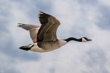canada goose in flight © Josh