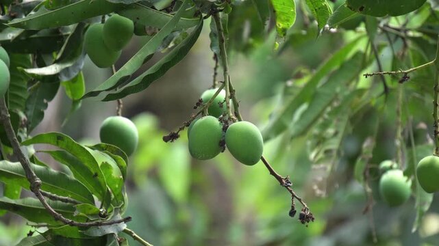 Mango Farm with Green Mangoes Growing on Tree Agriculture Concept. Mango Farming Concept with Raw Mangoes on Tree in Orchard. Green Mangoes Growing on Tree in Farm.
