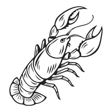 Crayfish or crawfish with claws on white background lobster crustacean