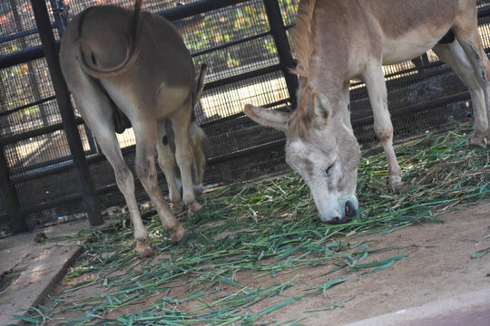 Somali wild asses (Equus africanus somaliensis) in the Dehiwala Zoo (National Zoological Gardens of Sri Lanka, Dehiwala Zoological Gardens), Dehiwala, Sri Lanka.