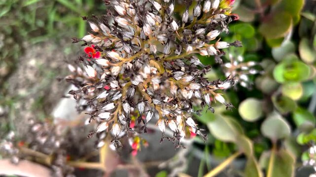 Close up of Red Kalanchoe Succulent Flowers and Seed Pods in Garden Top View