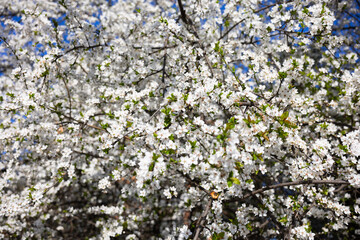 Fototapeta premium Delicate blooming twig in focus with spring tree. Fragility, awakening, tenderness, hope, rebirth, and quiet beauty unfolding under clear daylight and open sky.