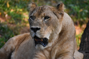 Obraz premium Lioness (Panthera leo, Female lion) in the Dehiwala Zoo (National Zoological Gardens of Sri Lanka, Dehiwala Zoological Gardens), Dehiwala, Sri Lanka.