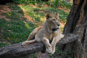 Fototapeta premium Lioness (Panthera leo, Female lion) in the Dehiwala Zoo (National Zoological Gardens of Sri Lanka, Dehiwala Zoological Gardens), Dehiwala, Sri Lanka.