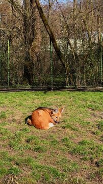 Maned wolf resting on a meadow