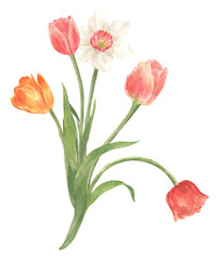 Obraz premium Watercolor spring red tulip flower field bouquet. Hand drawn illustration for banners, posters, greeting cards, mugs