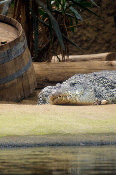 Crocodile By Woods. Concealed Crocodile Lying Still Amidst Natural Surroundings At Conservation Area