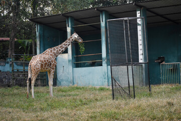Giraffe (genus Giraffa) in the Dehiwala Zoo (National Zoological Gardens of Sri Lanka, Dehiwala Zoological Gardens), Dehiwala, Sri Lanka. © nuwangarajapaksha