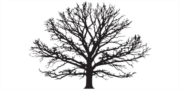 A silhouette illustration of a large oak tree with an expansive crown against a white backdrop