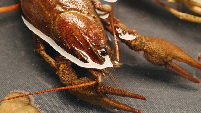 European crayfish Astacus astacus river seafood freshwater crustacean, noble crayfish, or broad-fingered crayfish, traditional food source.