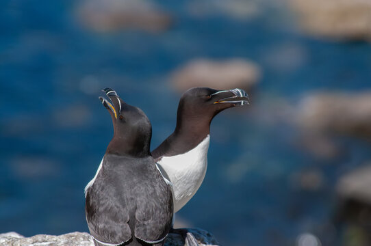 Razorbills perched on coastal cliff with sea background