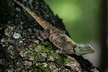 Obraz premium Female tree agama lizard climbing tree bark in natural habitat